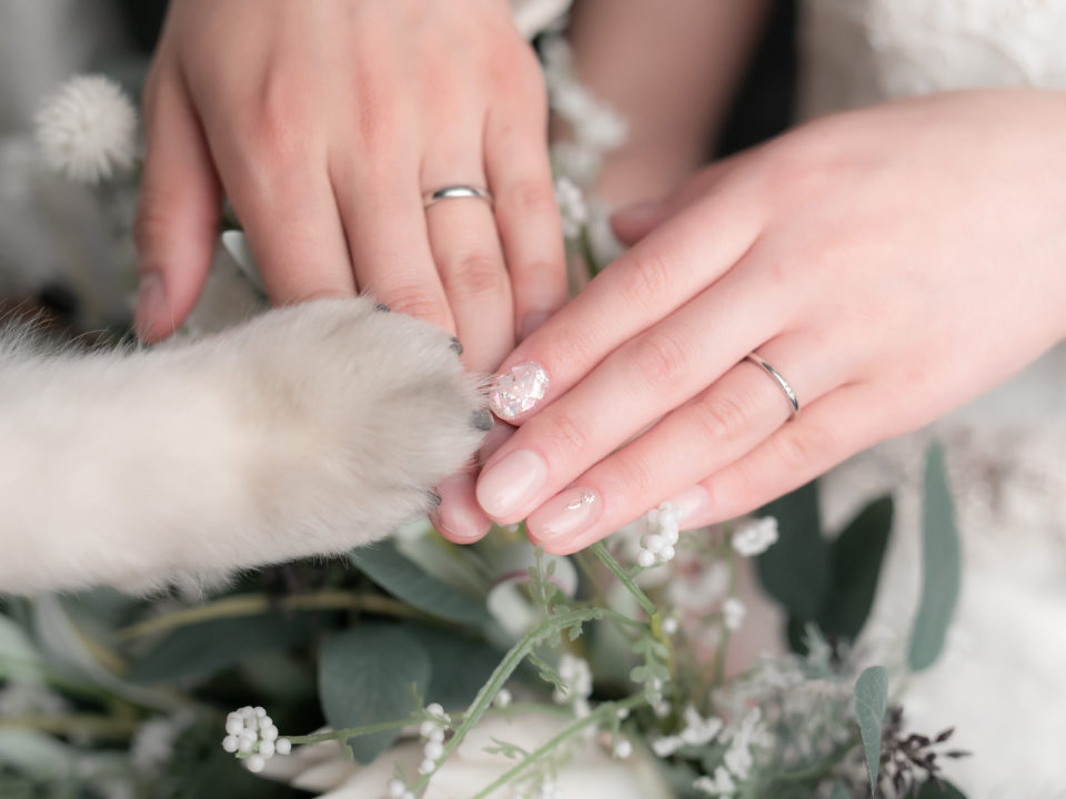 【前撮り】スタジオでわんちゃんとフォト