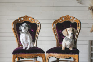 お座りショット